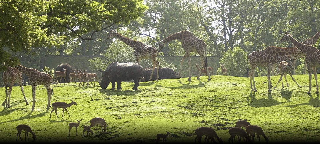Wildlands Adventure Zoo Emmen